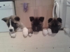 The champions are here-Pedigree Akita puppies 